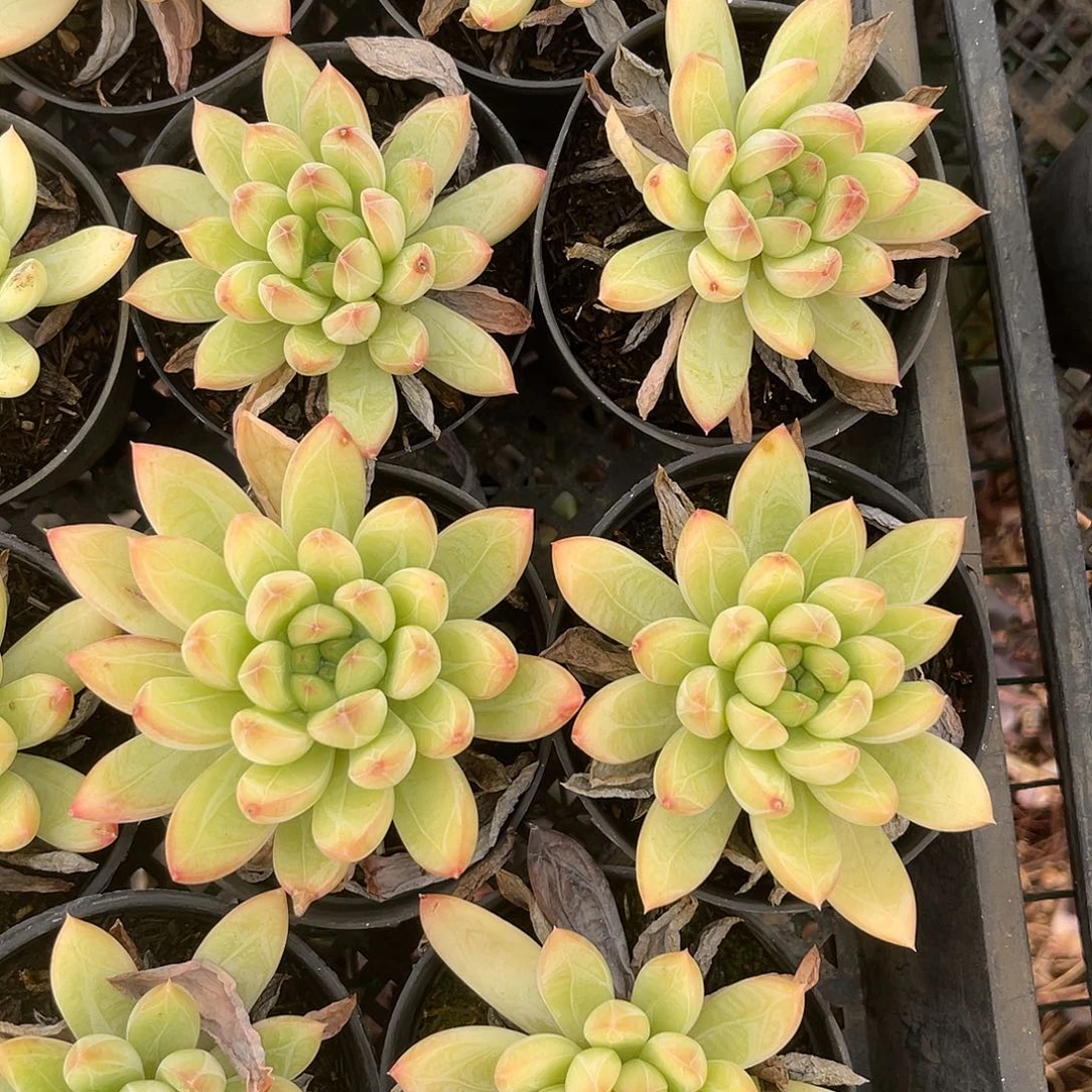 菱纱。 量拍。 满18包邮