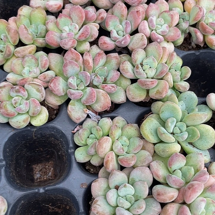 小花瓣路1元带土发货