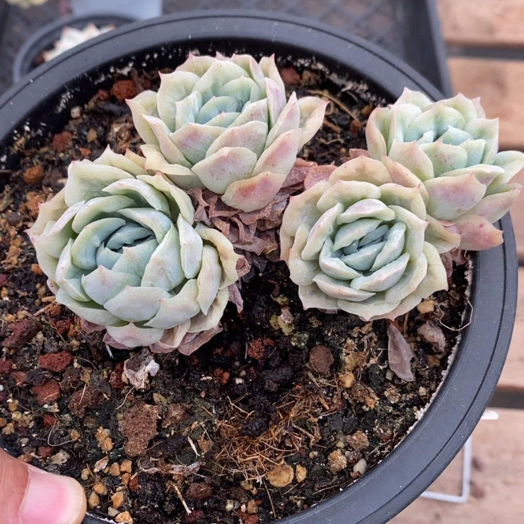 泡泡莎多肉植物7940