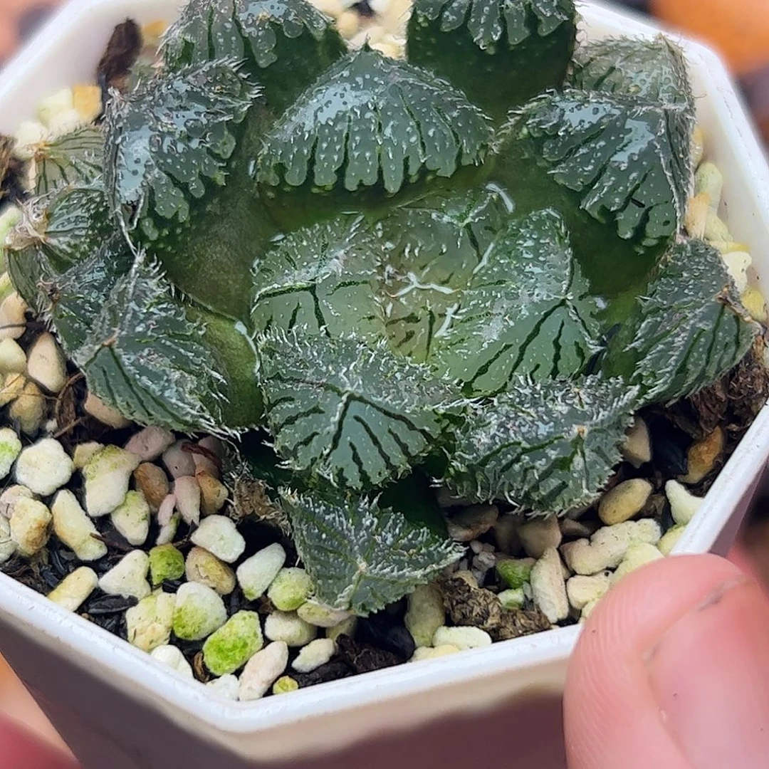 跳蛛十二卷多肉植物