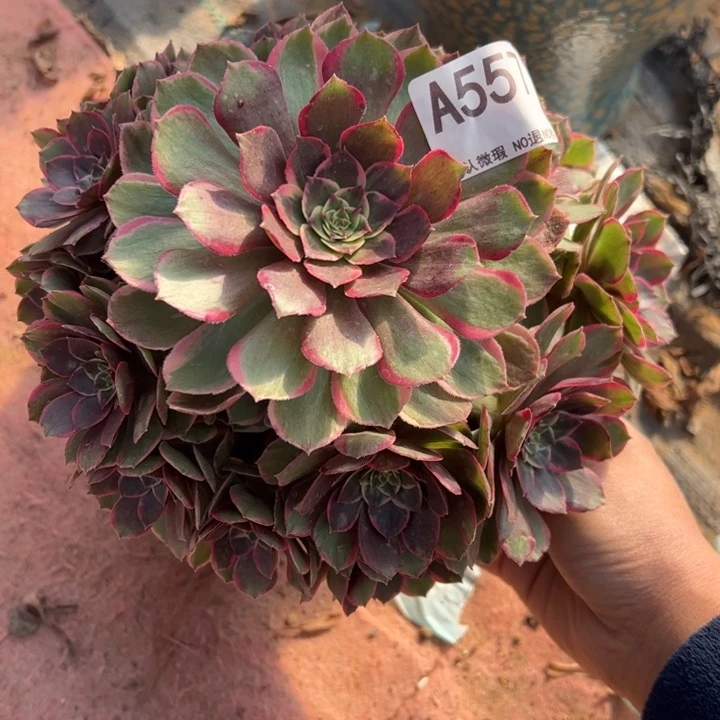 粉花妖多肉植物557.