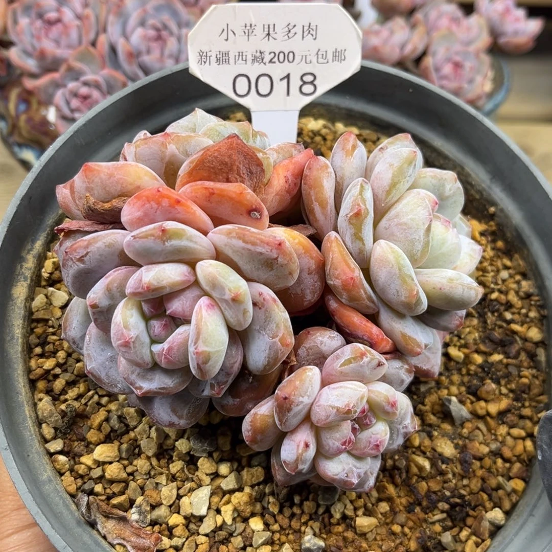 黄底紫心018/12cm4头