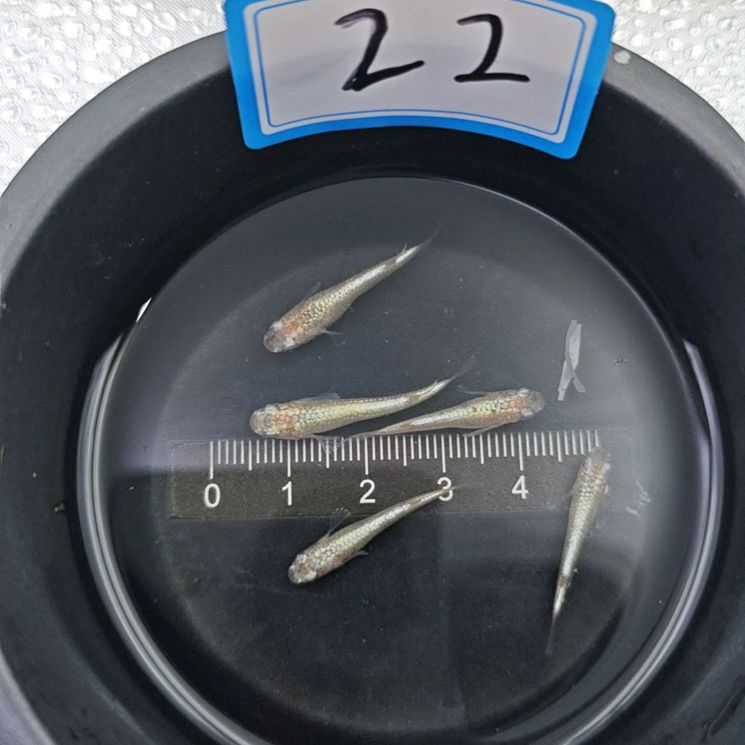 青鳉鱼观背青鳉黄金万两一组22号