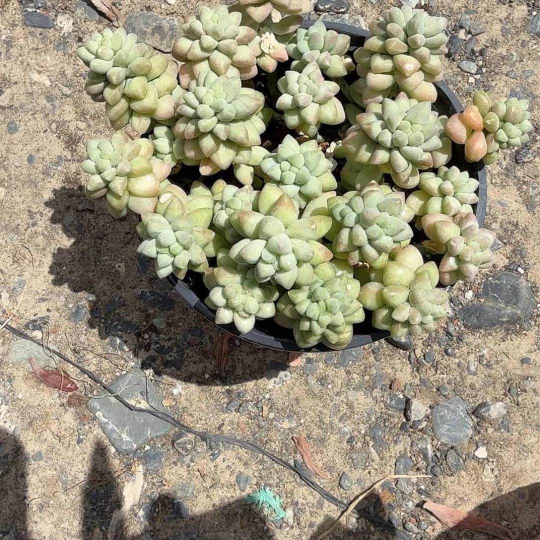 玉坠多肉植物精品