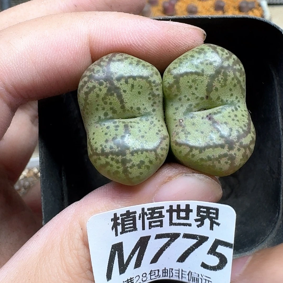 多肉植物的润泽我的