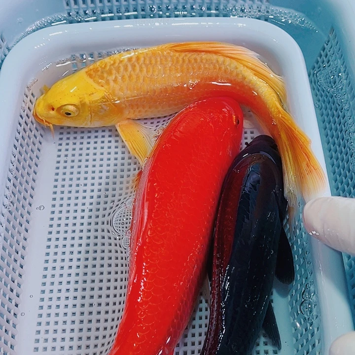 锦鲤锦鲤冷水观赏鱼