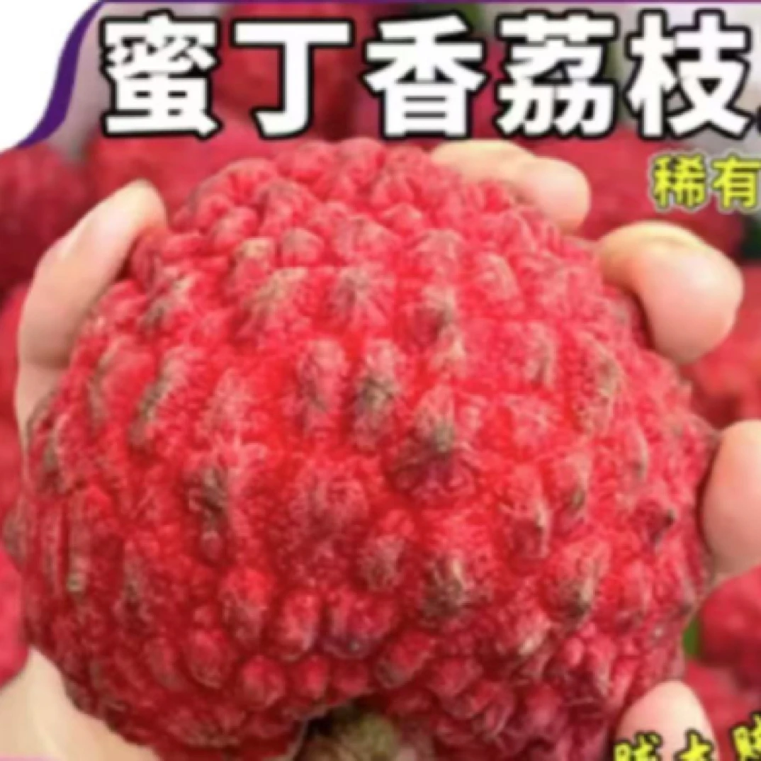 福建蜜丁香荔枝王核小肉厚