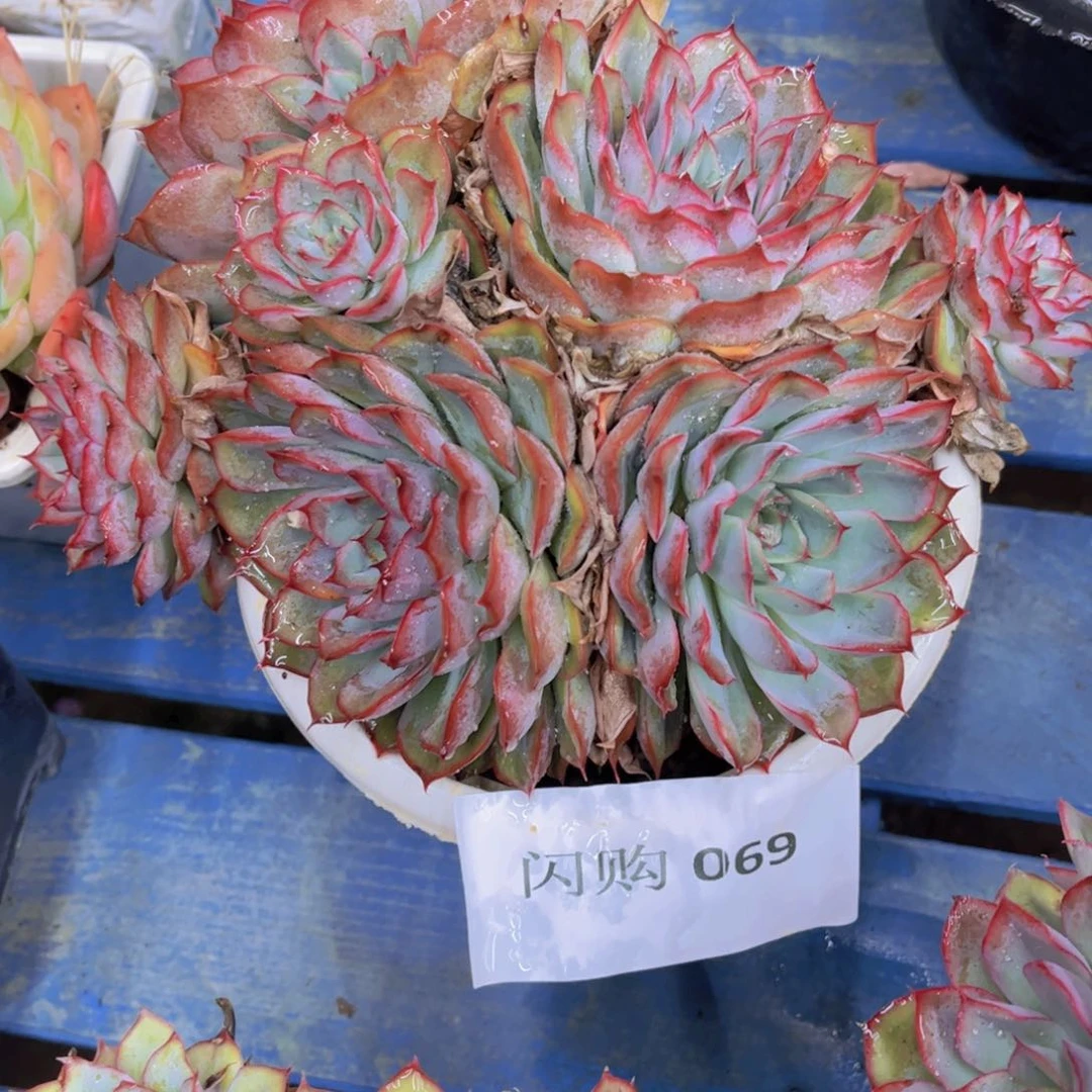 猎户座069一颗脱土发货