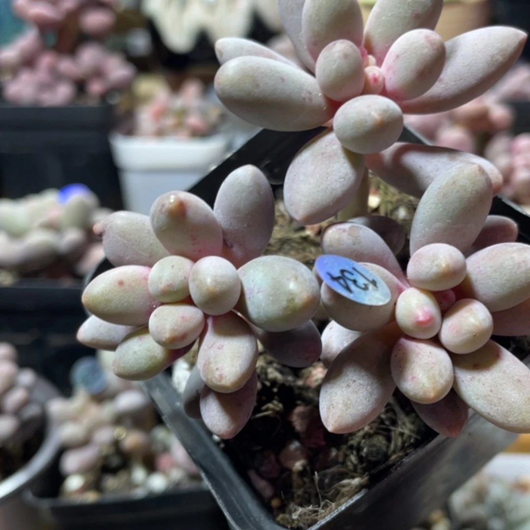 仙子奶酪多肉植物