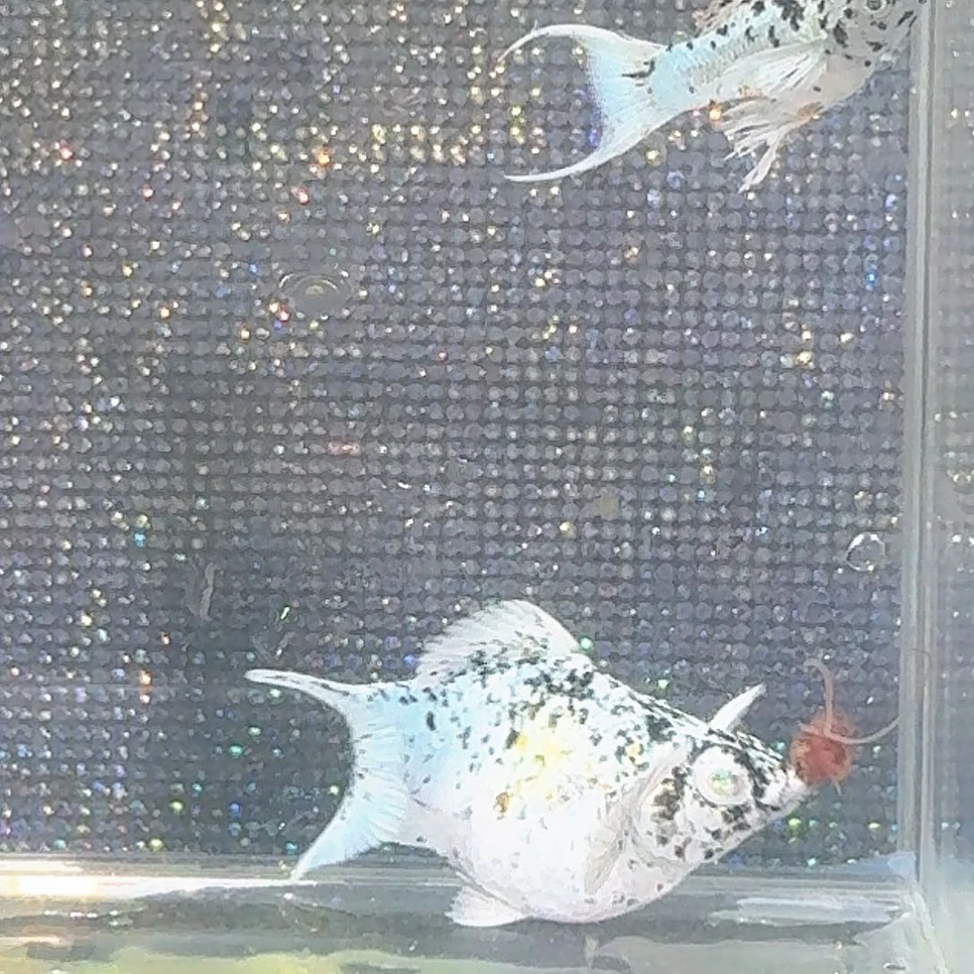 海水鱼燕尾三色奶牛一对