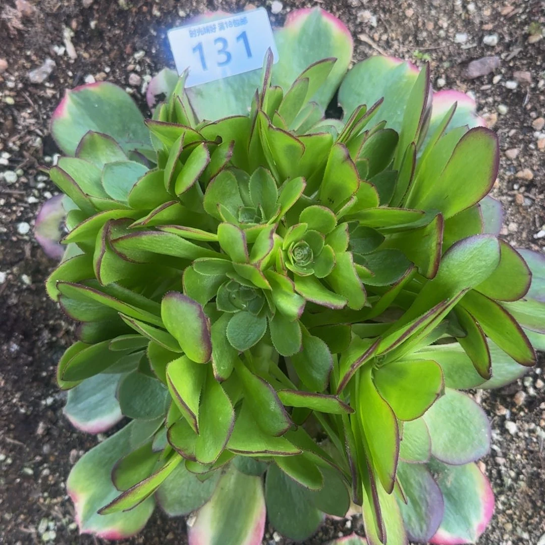 131雨荷。多肉植物