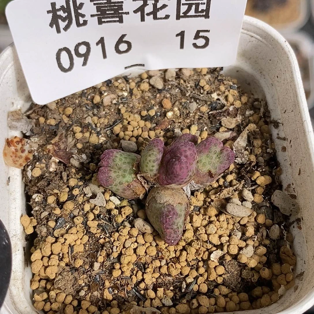 0916-15-斑马福利。