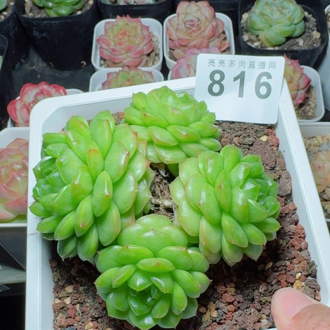 灯泡珍妮            精美多肉植物