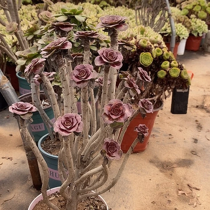 圆叶多肉植物031