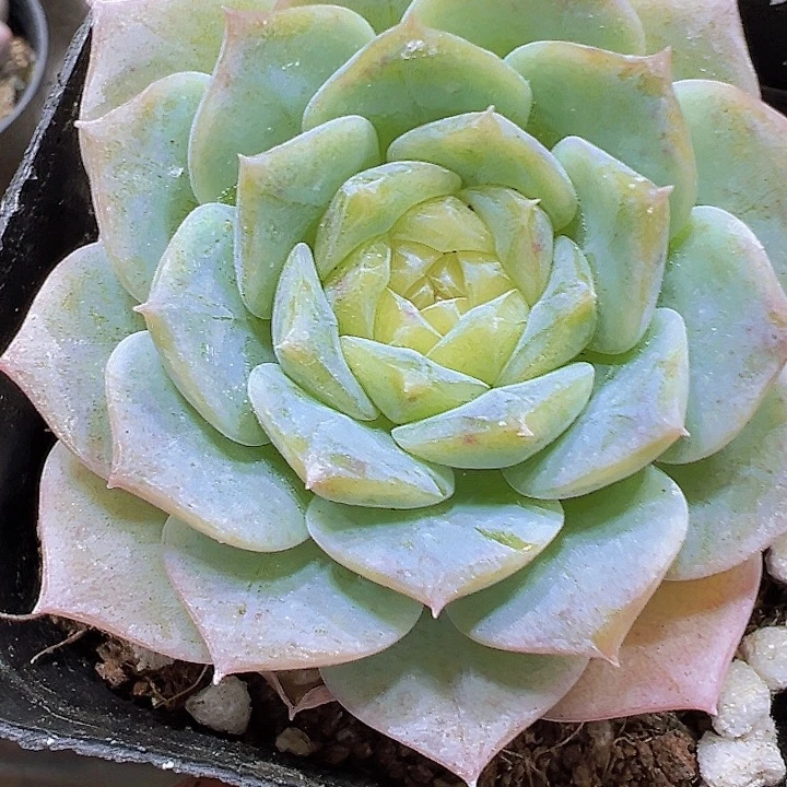 唐心纯爱19包邮多肉
