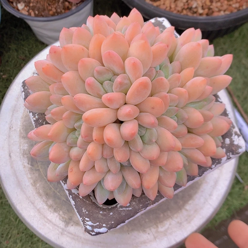 【闪购商品】彩虹香水