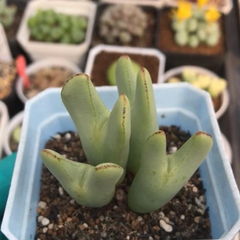 多肉肉锥 皮卡丘