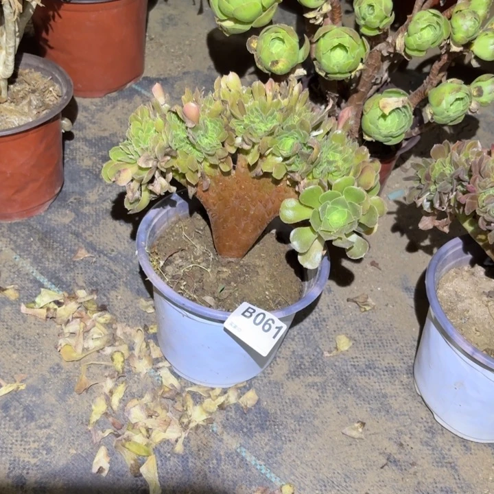 黑***咪玫瑰缀多肉植物不包损061