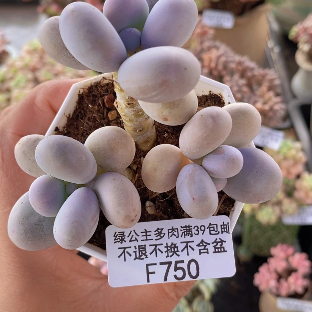 水光针奶酪6cm750多肉植物