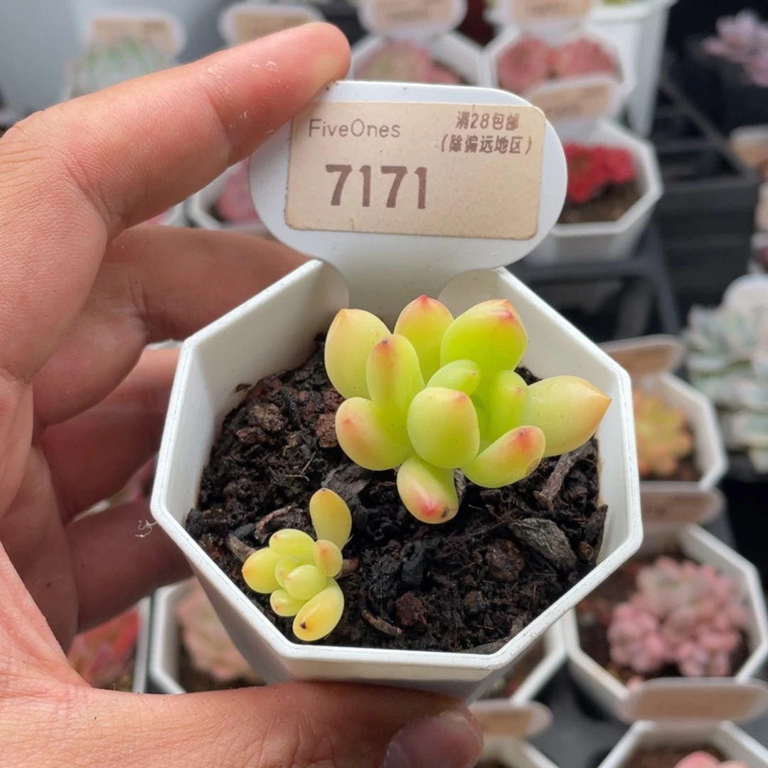 春萌7171-5.0厘米