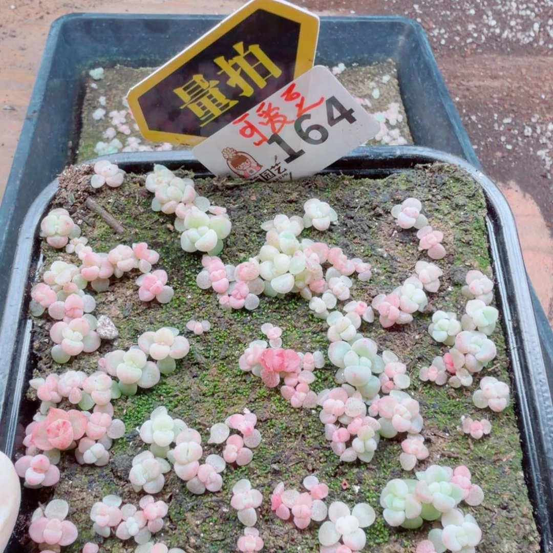 多肉植物多肉植物