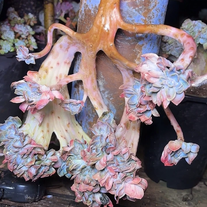 蓝***子多肉植物等植物形态