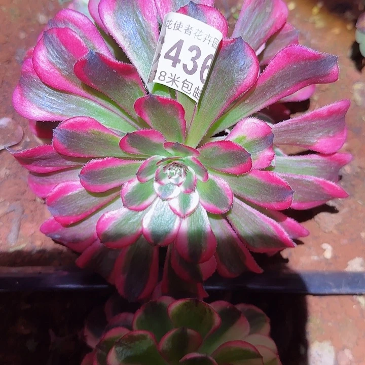 粉铜多肉法师植物