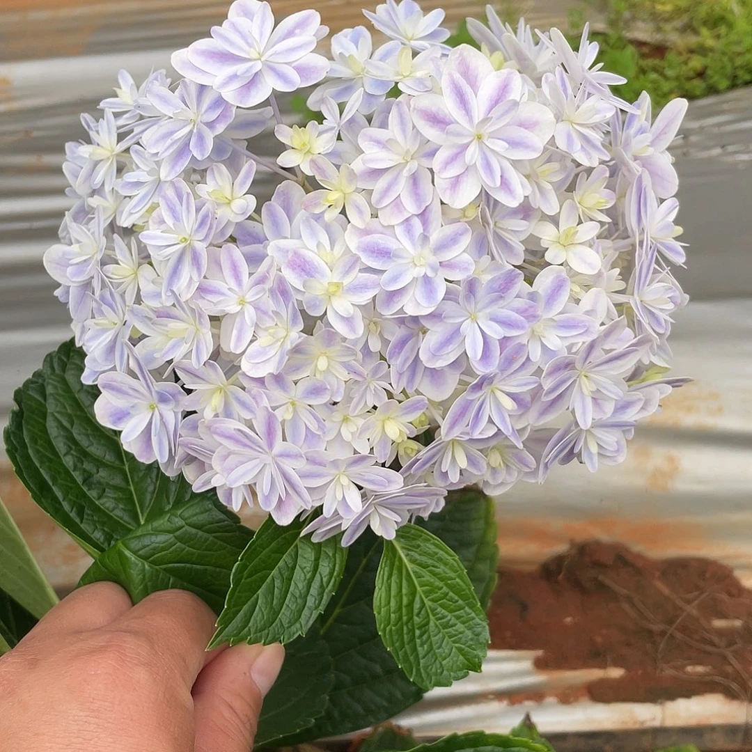 绣球切花一物一拍3枝起包邮，歪头104