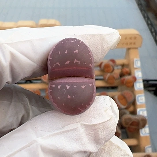 0548.纯正岛田红橄榄111111