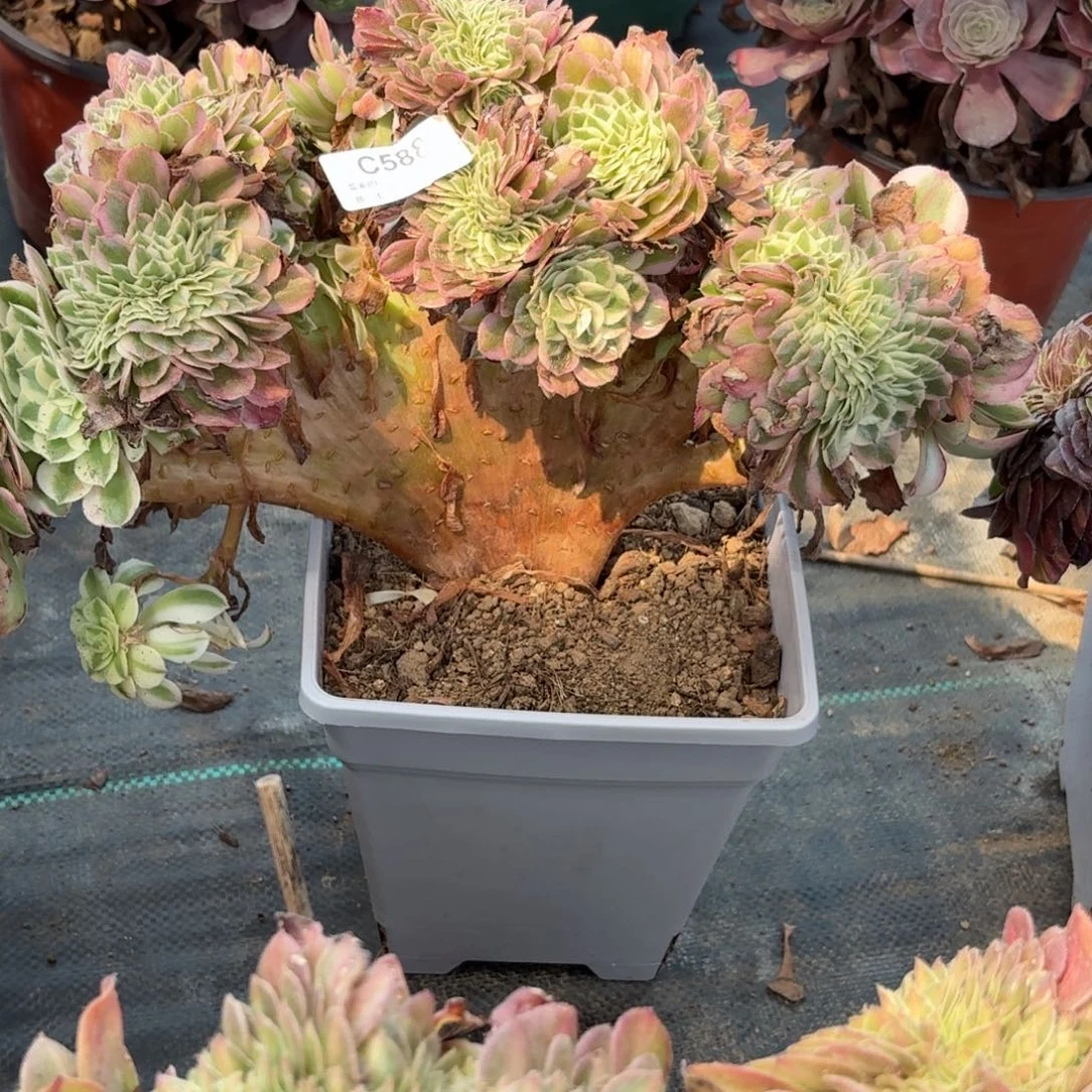 筱***亚588倾城坠多肉植物寄养