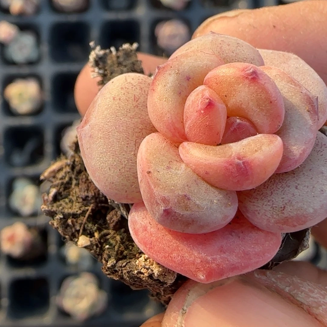 多肉小卡拉米糖心一物一拍