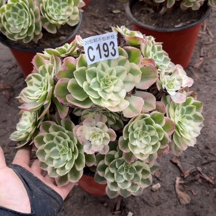 粉体海王……多肉植物……