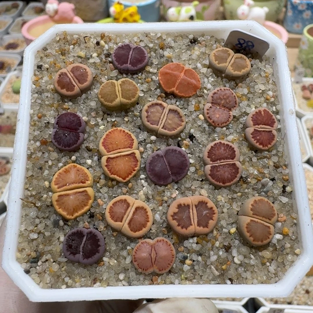 玻*鱼0530-63菊菊菊菊菊