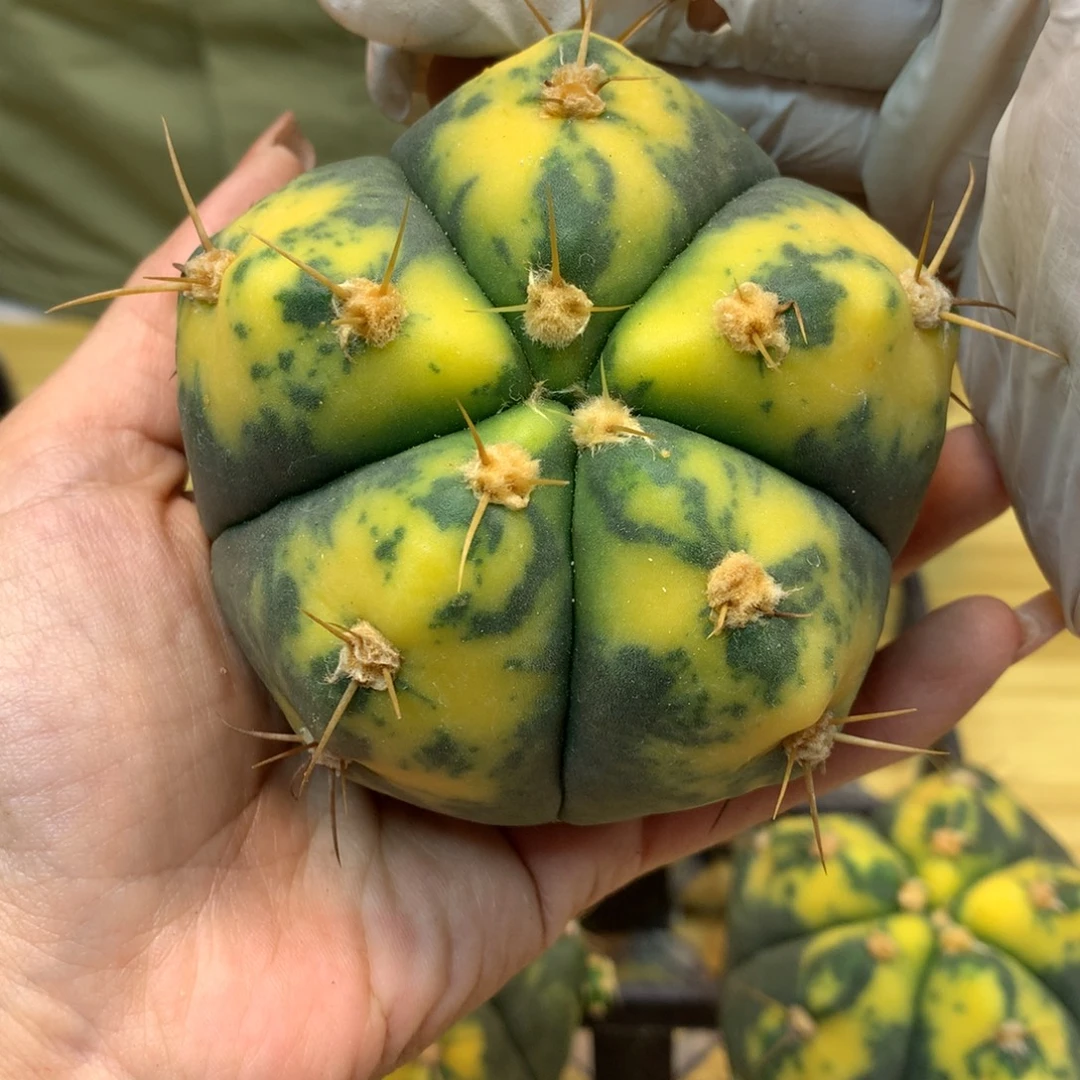 苗接 圣王丸散斑锦8.5公分起发 无根