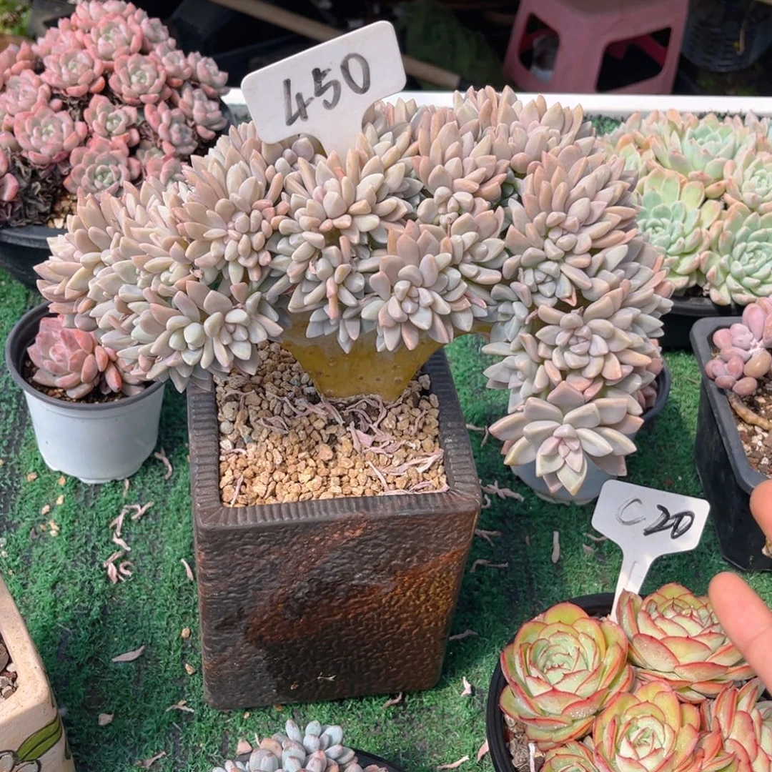 淡雪缀泡沫包装，aooyyzyy