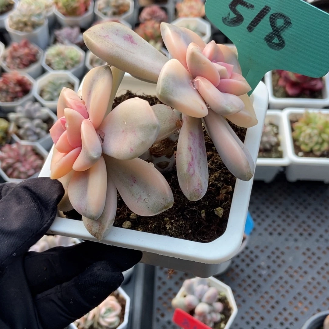 518紫乐锦多肉植物