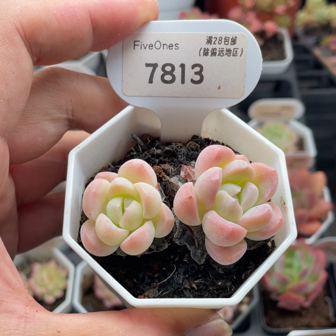雪媚娘7813-5.5厘米