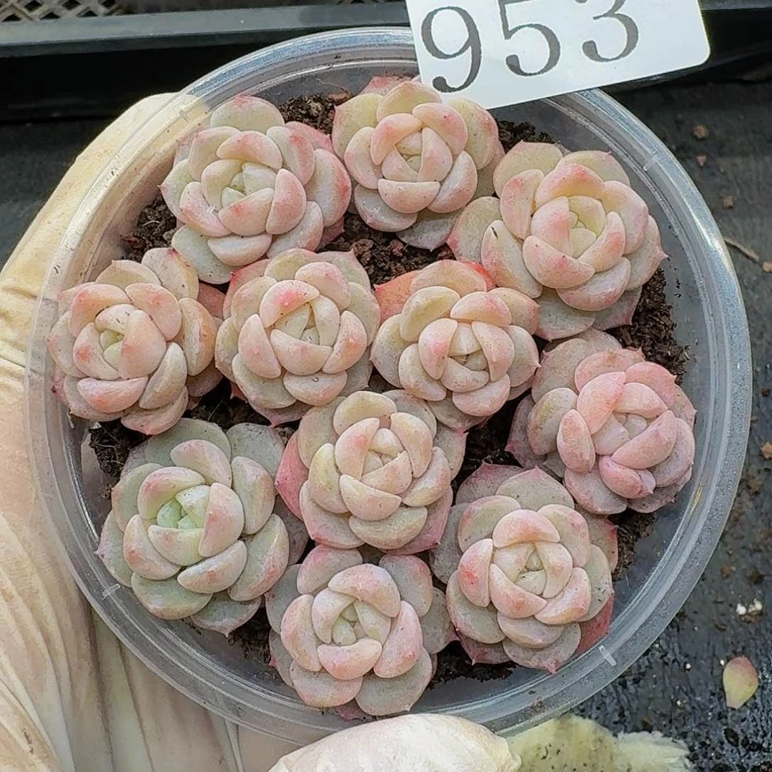 多肉植物多肉植物953