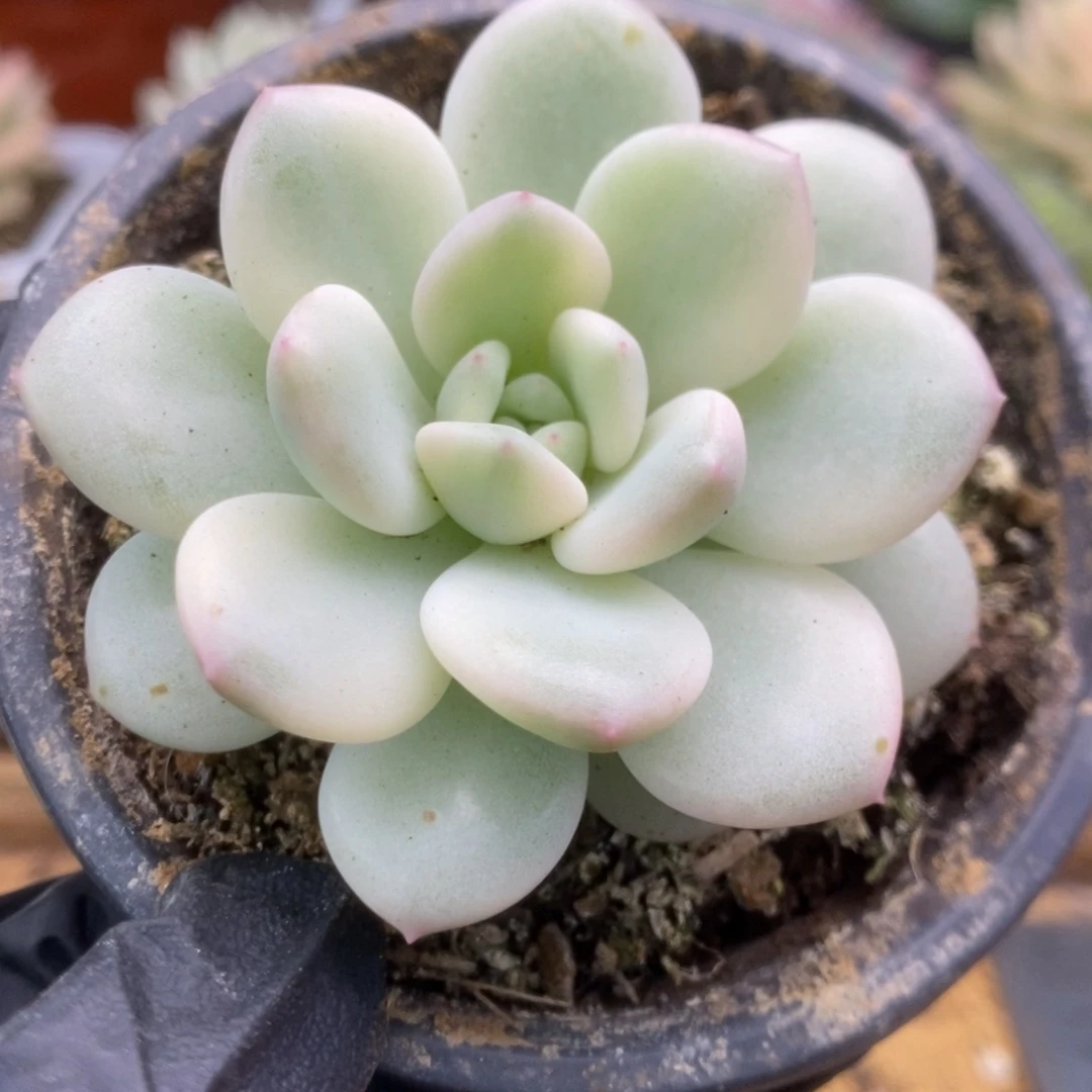 157新香水锦锦锦锦锦锦