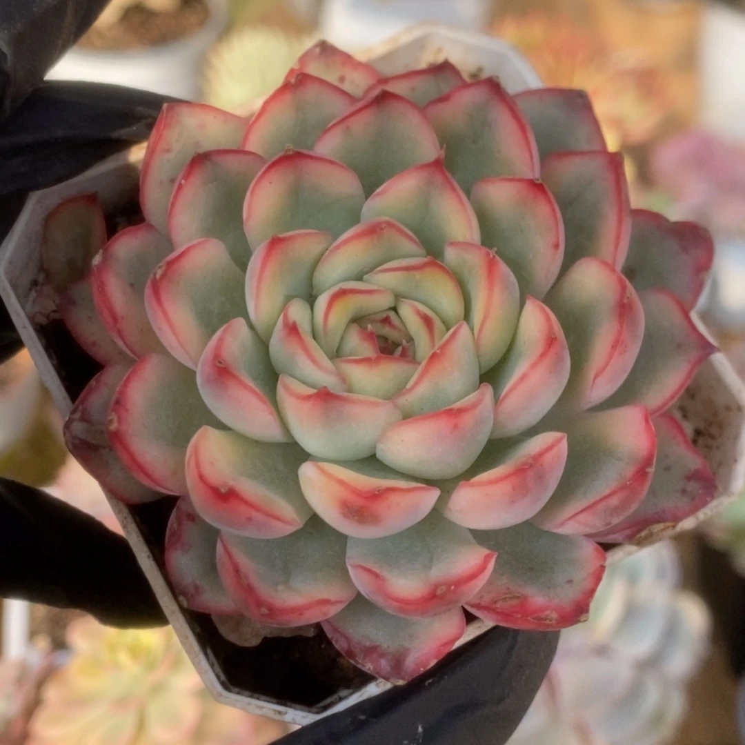 122荷花锦锦锦锦锦