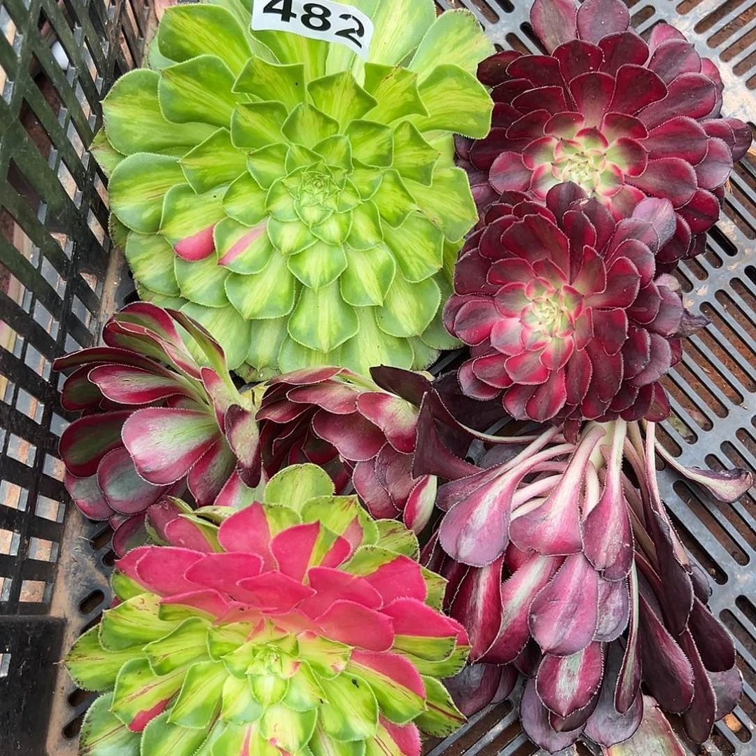 精品多肉植物482组合