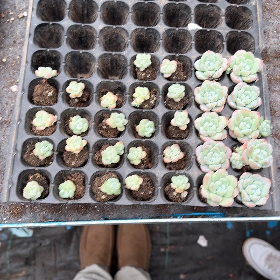 茉莉一物一拍专拍