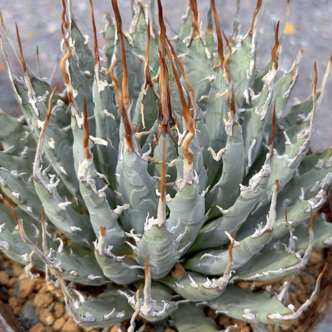 曲刺妖炎G g g g g g g g g