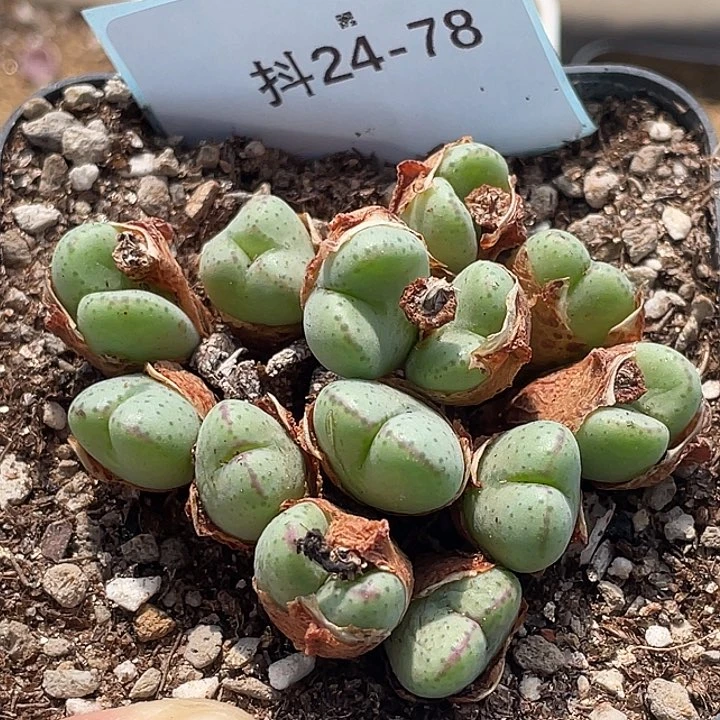 24-78将多肉植物肉锥