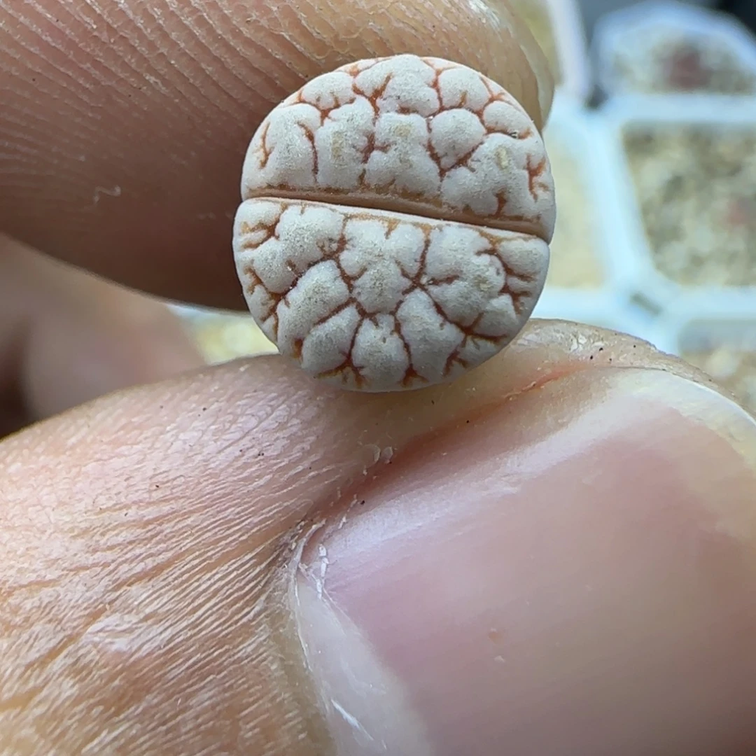 165 生石花大棚直播