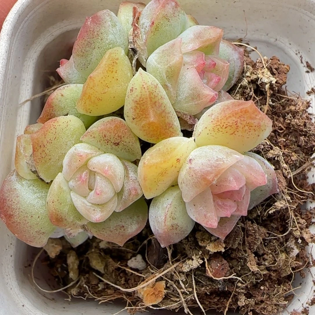 【满29保佑非偏远】675五头糖心群