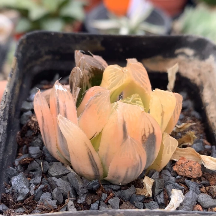 糊斑别系玉露锦，带盆