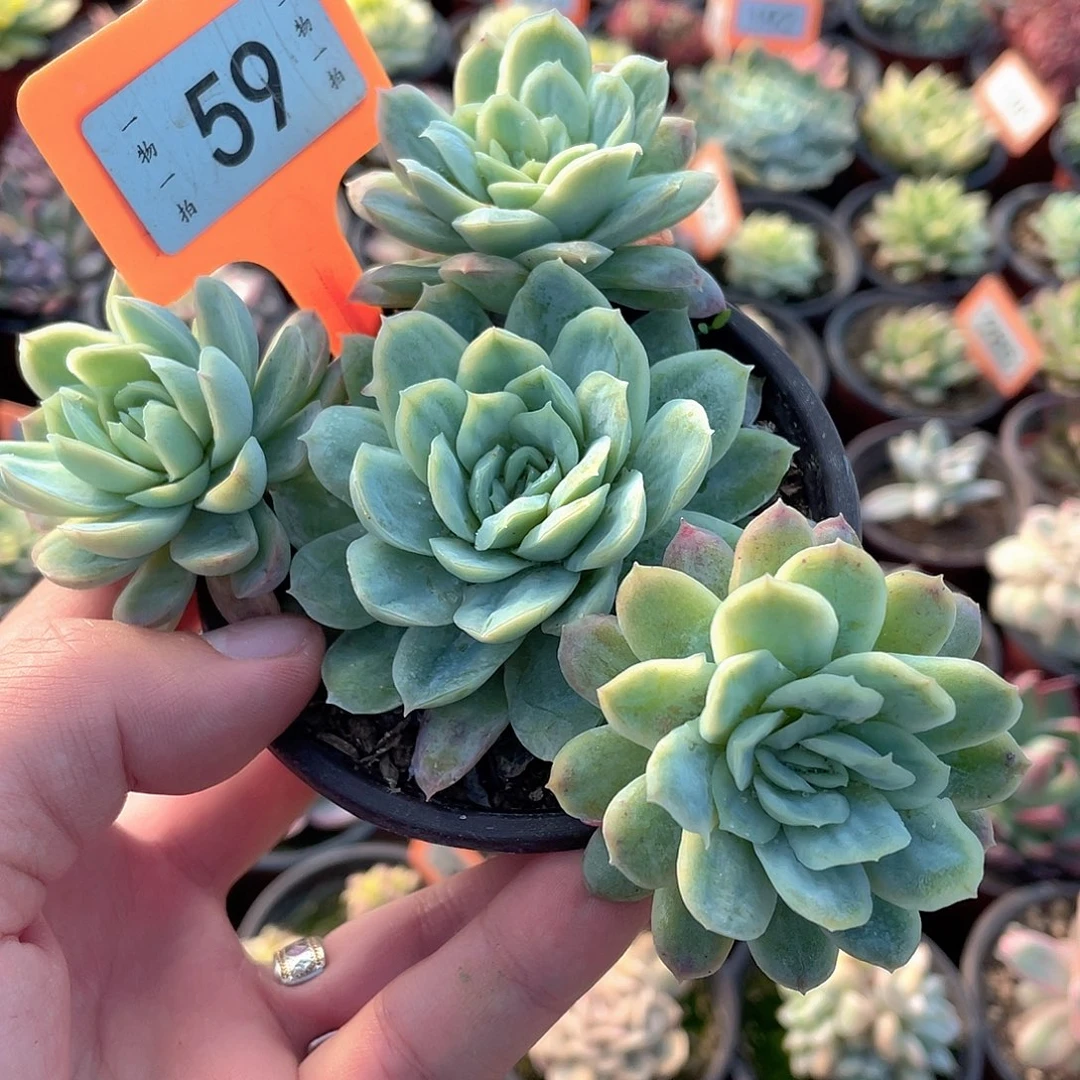 59林肯凸起锦群多肉