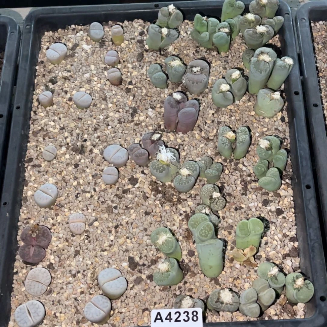 大***）4238福利款式1不售后