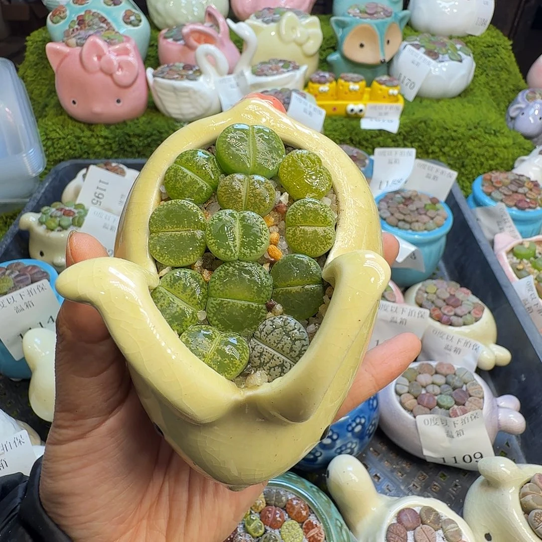 多肉植物福利冲1202